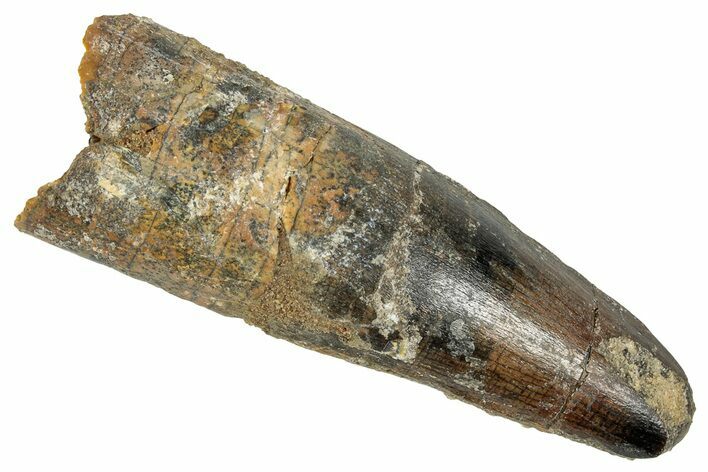 Fossil Spinosaurus Tooth - Feeding Worn Tip #348628